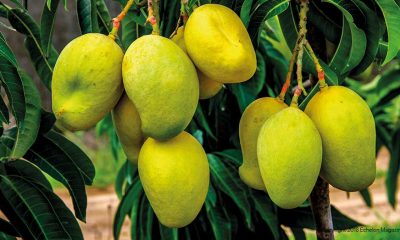 Mango growers plan six juice processing plants in 2021