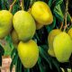 Mango growers plan six juice processing plants in 2021