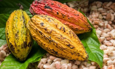 Nigeria presents document to boost cocoa production