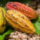 Nigeria presents document to boost cocoa production