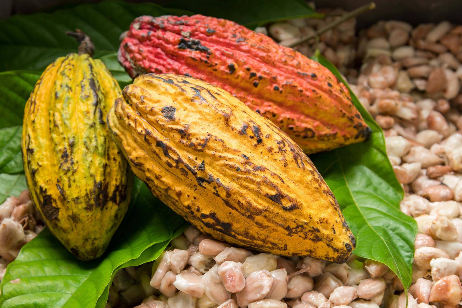 ‘Nigeria can export $3bn worth of cocoa derivatives through AfCFTA’