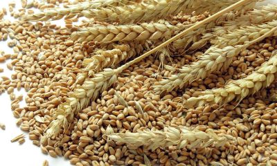 Nigeria spends $6.1bn on wheat importation yearly – WFAN