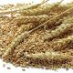 Nigeria spends $6.1bn on wheat importation yearly – WFAN