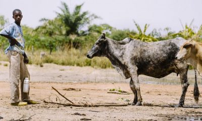 NGO urges FG, States to ensure success of National Livestock Transformation Plan