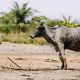 NGO urges FG, States to ensure success of National Livestock Transformation Plan