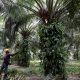 NPPAN states importance of National Oil Palm Development Council 