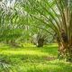 Nigeria’s palm oil production rises, as imports decline
