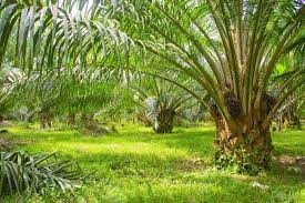 Nigeria’s palm oil production rises, as imports decline