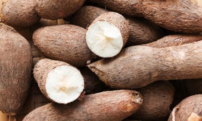 NextGen, IITA, others launch new improved cassava varieties