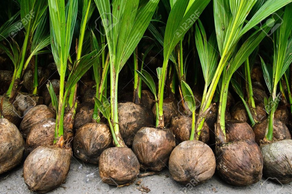 Entrepreneur urges govt to provide farmers with coconut seedlings