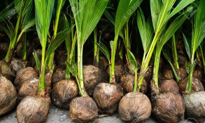Entrepreneur urges  govt to provide farmers with coconut seedlings