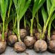 Entrepreneur urges  govt to provide farmers with coconut seedlings