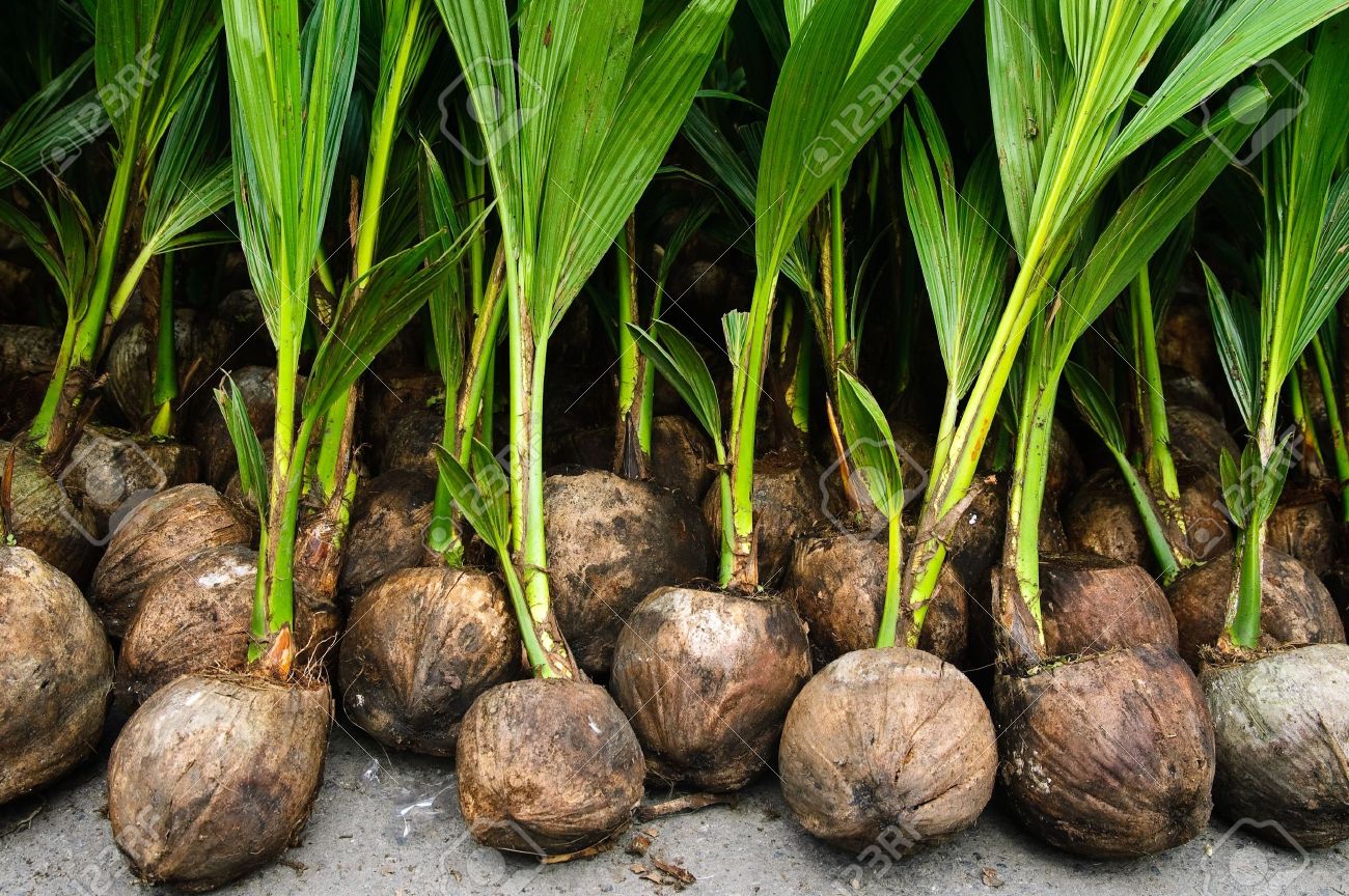 Entrepreneur urges  govt to provide farmers with coconut seedlings