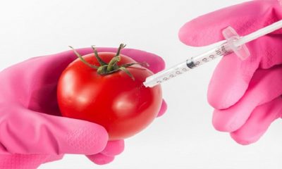Agency endorses guidelines on Genetically Modified food, feed