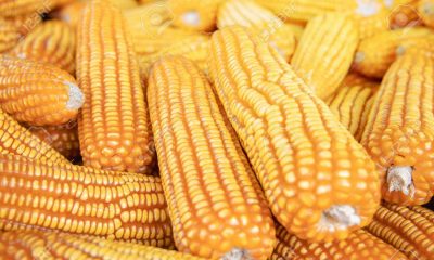 Nigerian farmers produced 20m tonnes of maize in 2021 –Association