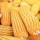 Nigerian farmers produced 20m tonnes of maize in 2021 –Association