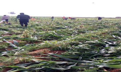 Vandalised Plateau farms could cause food insecurity -Gov. Lalong