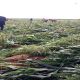 Vandalised Plateau farms could cause food insecurity -Gov. Lalong