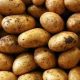 Plateau potato yield hits 960,000 metric tonnes per year