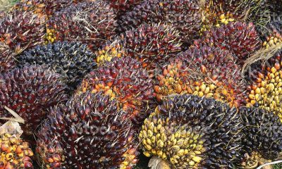 Golden seeds diversifies into biomass briquettes for export