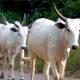 Nigeria topmost livestock producer in West Africa- Minister