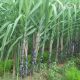 Nigeria launches $73 million fund for sugar irrigation