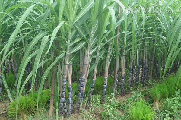 Nigeria launches $73 million fund for sugar irrigation