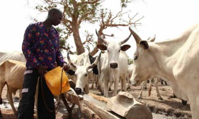 FG empowers Fulani herders in modern milk production