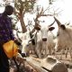 FG empowers Fulani herders in modern milk production