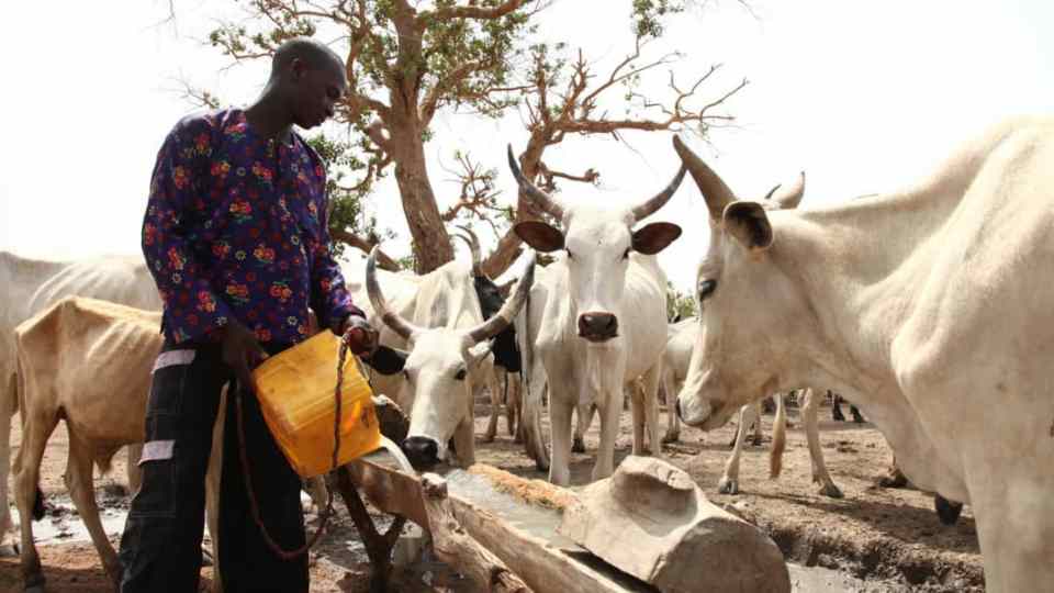 FG empowers Fulani herders in modern milk production