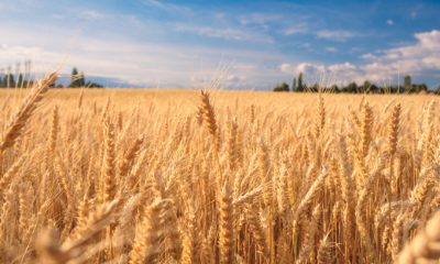Wheat prices soar over Russia-Ukraine War