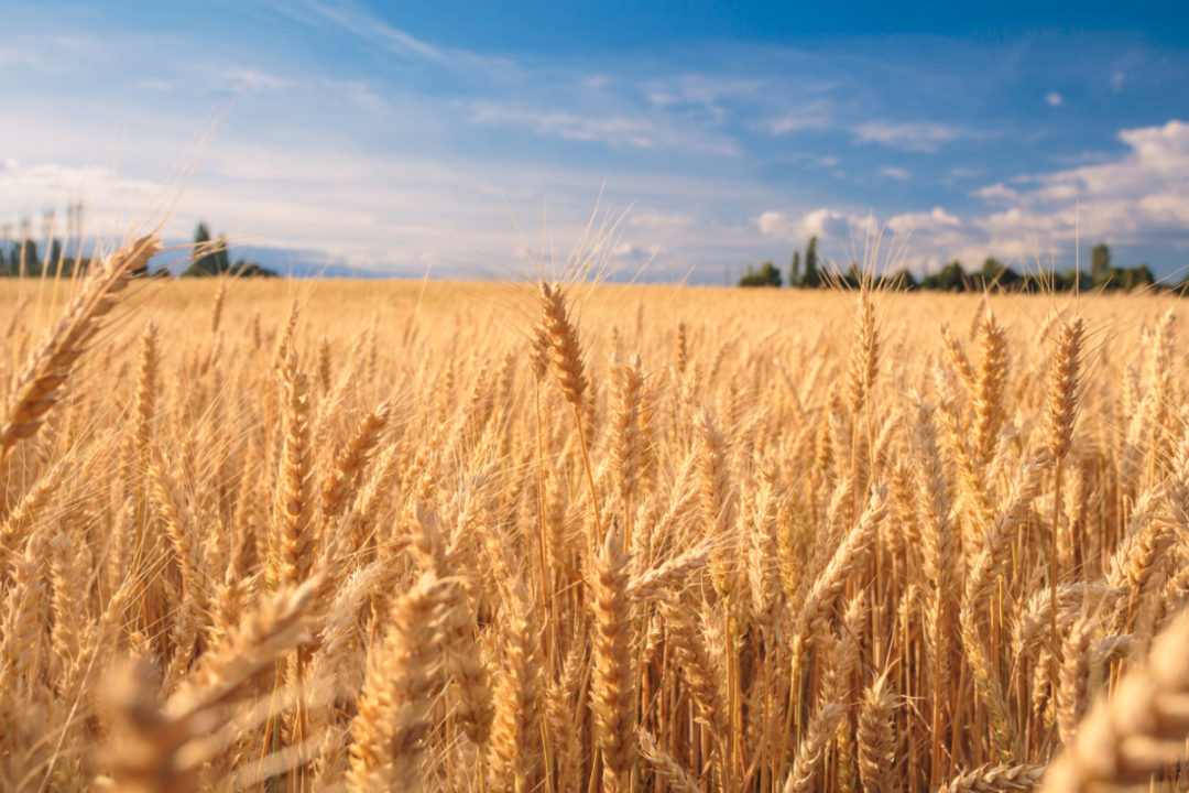 Wheat prices soar over Russia-Ukraine War