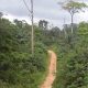 Group calls for preservation of nation’s forests for economic benefits