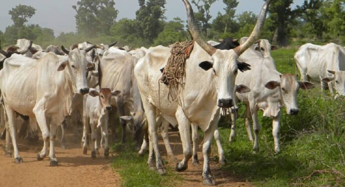Regional mega cattle market to boost IGR