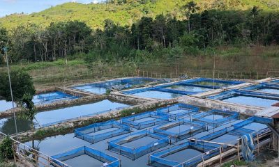 Agro-firm constructs fish hatchery, feeds factory in Bayelsa