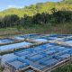 Agro-firm constructs fish hatchery, feeds factory in Bayelsa