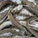 Poor budgetary allocation bane of aquaculture sector –CAFAN boss