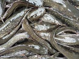Poor budgetary allocation bane of aquaculture sector –CAFAN boss