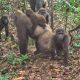 Calgary Zoo: NCF partner to save Cross River gorillas from extinction