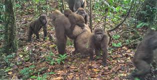 Calgary Zoo: NCF partner to save Cross River gorillas from extinction
